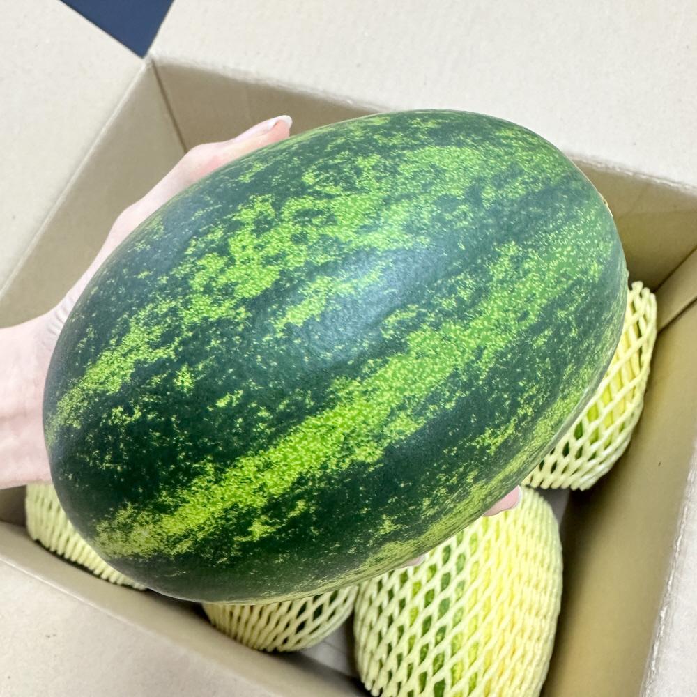 고령 파파야 메론 멜론 산지직송 2kg 3-6과 제철과일