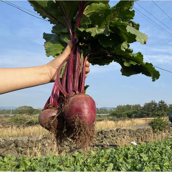 국내산 제주 햇 레드 비트 3kg 산지직송