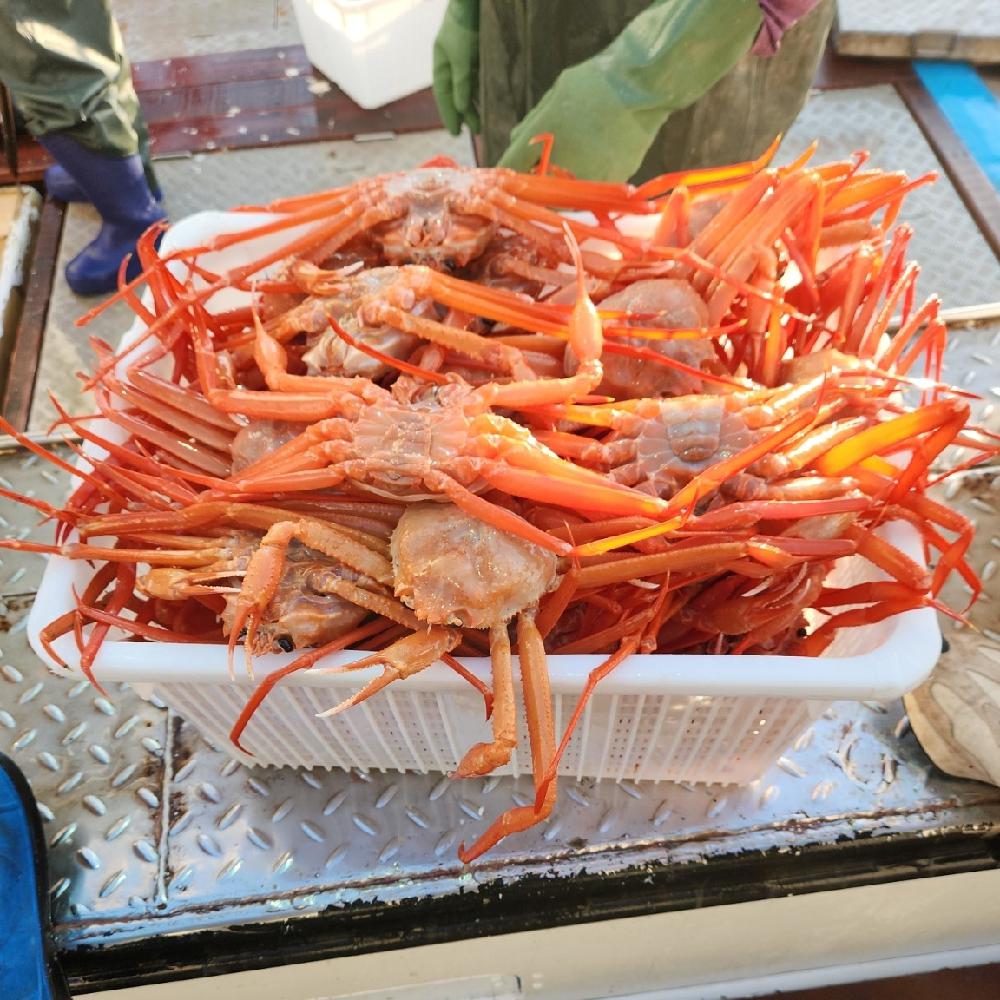 포항 연지 자숙 홍게 수율 50-60% 3kg 8-12미 내외 라면육수용