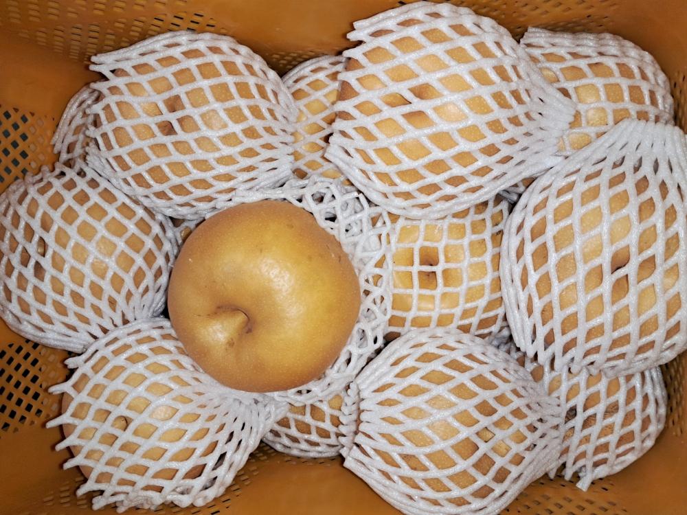 나주배 신고배 못난이 배 카페 쥬스용 식당 소스 양념용 건강원 배즙 15kg